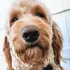 Oakley Brown - @lifelikeoakley - TikTok
