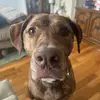 oakley brown - @oakley.brown7 - TikTok