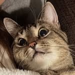 Oakley - @oakley_brown.tabby - Instagram