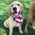 🌸Oakley Carpenter🌸 - @oakley_the_golden__ - Instagram