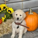 Oakley Carter - @oakl3y_thedoodle - Instagram