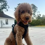 Oakley Carter - @oakleys.poodle.life - Instagram