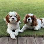 Oakley & Chanel - @mr.oakley.ms.chanel.louis.v - Instagram