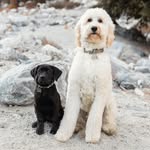Cooper & Oakley - @cooperandoakleyy - Instagram