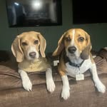 Cooper and Oakley - @cooper_oakley_ - Instagram