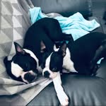 Cooper_Oakley_BostonBros - @cooper_oakley_bostonbros - Instagram