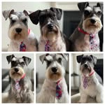 🐶🐶Kaiser. Oakley. Cooper 🐶🐶 - @cooper_oakley_kaiser - Instagram