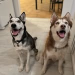 Oakley & Cooper - @michiganhuskybros - Instagram