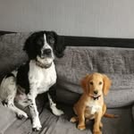 Oakley & Cooper - @theparkesboys - Instagram
