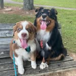 Oakley & Cooper 🐾 - @aussies_oakley_and_cooper - Instagram