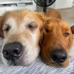 OAKLEY & COOPER | Golden Retrievers - @oaksandcoops - Instagram