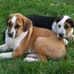 Oakley And Cooper - @oakley_cooper22 - Instagram