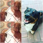Oakley Bentley And Cooper - @oaklely.bentley.cooper - Instagram
