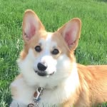 Oakley Cooper - @oakleysmokelycorgi - Instagram