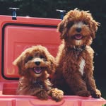 Oakley&Cooper - @oak_and_coop - Instagram