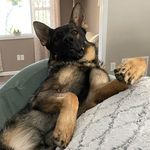 Kane Oakley Davidson - @kaneisable.gsdog - Instagram