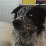 Oakley - @oakley_davidson - Instagram