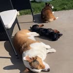 Oakley, Jet, and Chanel Dyer - @corgis_plus_one - Instagram