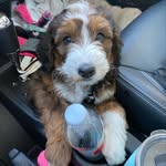 Oakley Erickson - @oakley_the_bernedoodle_ - Instagram