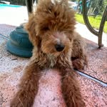 Oakley - @oakley__ford - Instagram