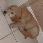 Oakley The Golden - @oakley_ford - Instagram