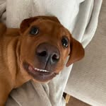 Oakley | Fox Red Lab 🐾 - @oakley.foxredlab - Instagram