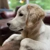 Oakley_Fox_Golden - @oakley_fox_golden - TikTok