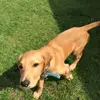 Oakley-fox red Labrador - @oakley_thefoxredlab - TikTok
