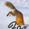 Oakley_fox_therian - @oakley_fox_theria - TikTok