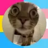 ✮oakley✮ - @oakley.fox4 - TikTok