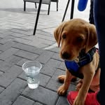 oakley - @oakley_foxred - Instagram
