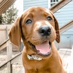 Oakley - @oakley_foxredlabrador - Instagram