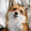 oakley the fox - @oakley.the.fox2 - TikTok