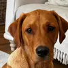Oakley The Fox Red Labrador - @kellyhomeandlife - TikTok