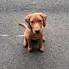 oakley the fox red labrador - @oakley.the.fox.re - TikTok