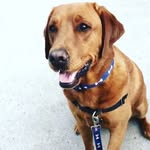Oakley The Lab - @oakley_foxred_labrador - Instagram