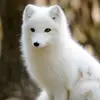 Oakley...The...Fox - @oakley...the...fox - TikTok