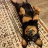 Lisa Freeman Oakley - @lisa.freeman.oakl - TikTok