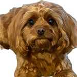 Oakley Beau Freeman - @oakley_my_cavapoo - Instagram