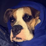 Oakley Graves - @oakley_the_boxer17 - Instagram