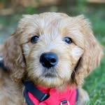 Oakley Griffith - @who.let.the.doodle.out - Instagram