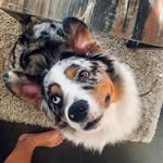 Oakley 🐾 Harrison - @oakley_the_aussie10 - Instagram