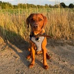 Oakley Harrison - @red_fox_oakley - Instagram