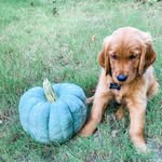 Oakley Harrison - @oakleytheredgolden - Instagram