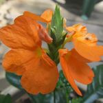 Sheila Oakley Higgins - @sheilahiggins57 - Instagram