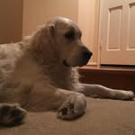 Hoganoakley - @oakley_hogan_golden - Instagram