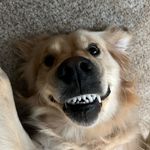 Oakley Finn Howard - @oakleyfinnh - Instagram