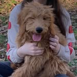 Oakley Howell - @_oakley_doodle_doo_ - Instagram