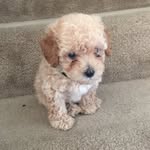 Oakley Jackson - @gruetznernicole - Instagram