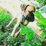Oakley Jackson - @oakley_thegreatdane1 - Instagram